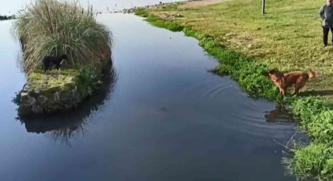 Derede Mahsur Kalan Köpeği İtfaiye Ekipleri Kurtardı