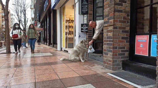 Eskişehir’in Sevimli, Tembel Ve Tombul Köpekleri