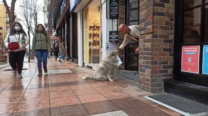 Eskişehir’in Sevimli, Tembel Ve Tombul Köpekleri