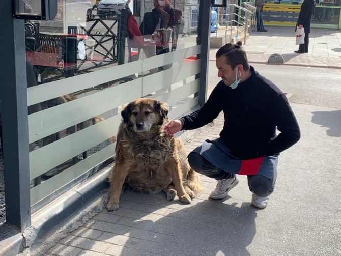 Eskişehir’in Sevimli, Tembel Ve Tombul Köpekleri