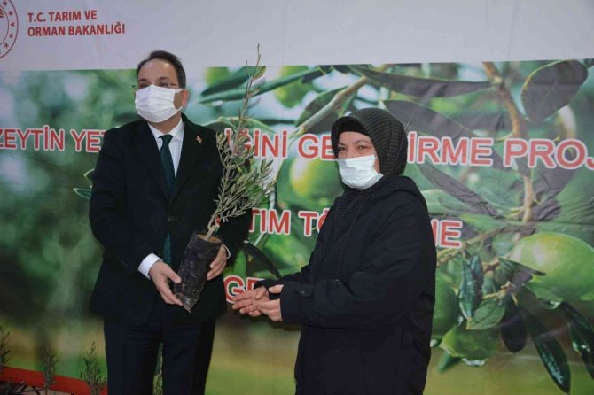 Çiftçiye Zeytin Fidanı Dağıtıldı