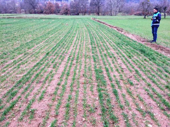 Simav’da Ekmeklik Buğdayda Fenolojik Gözlem İle Hastalık Ve Zararlı Kontrolleri