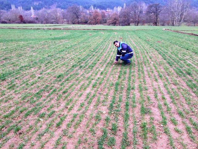 Simav’da Ekmeklik Buğdayda Fenolojik Gözlem İle Hastalık Ve Zararlı Kontrolleri