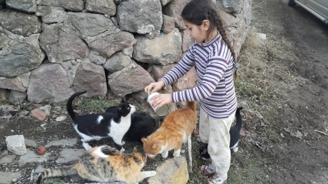 Sokak Hayvanları Unutulmadı,1 Ton Mama Doğaya Bırakıldı