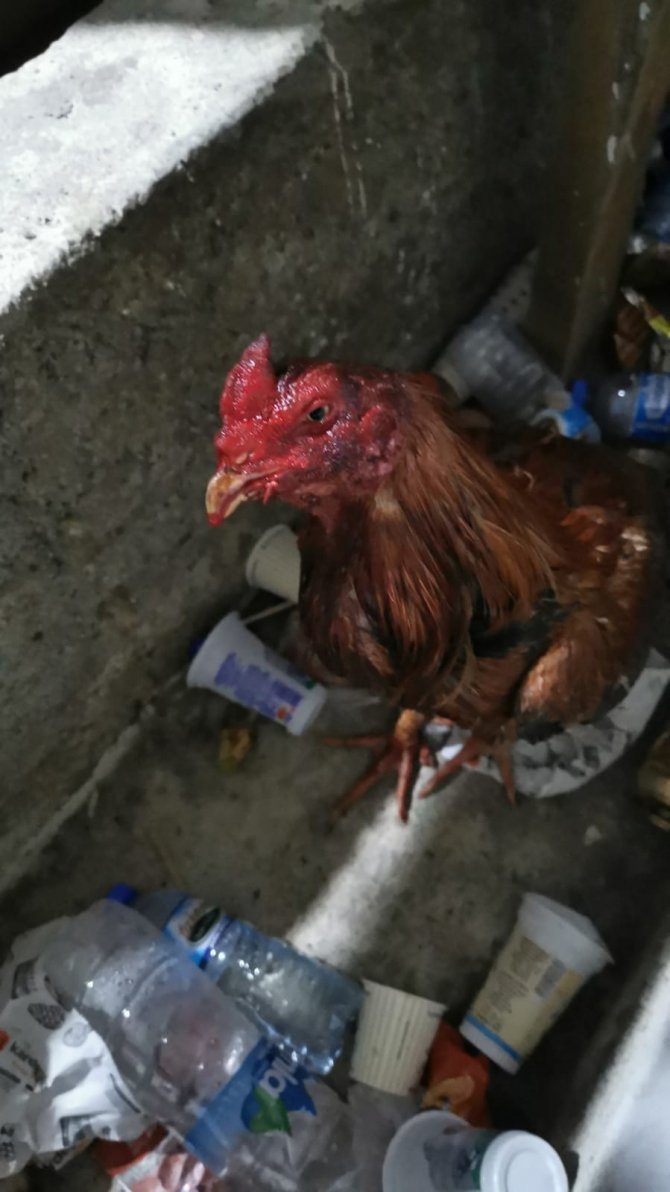 Horoz Dövüşüne 49 Bin Tl Ceza