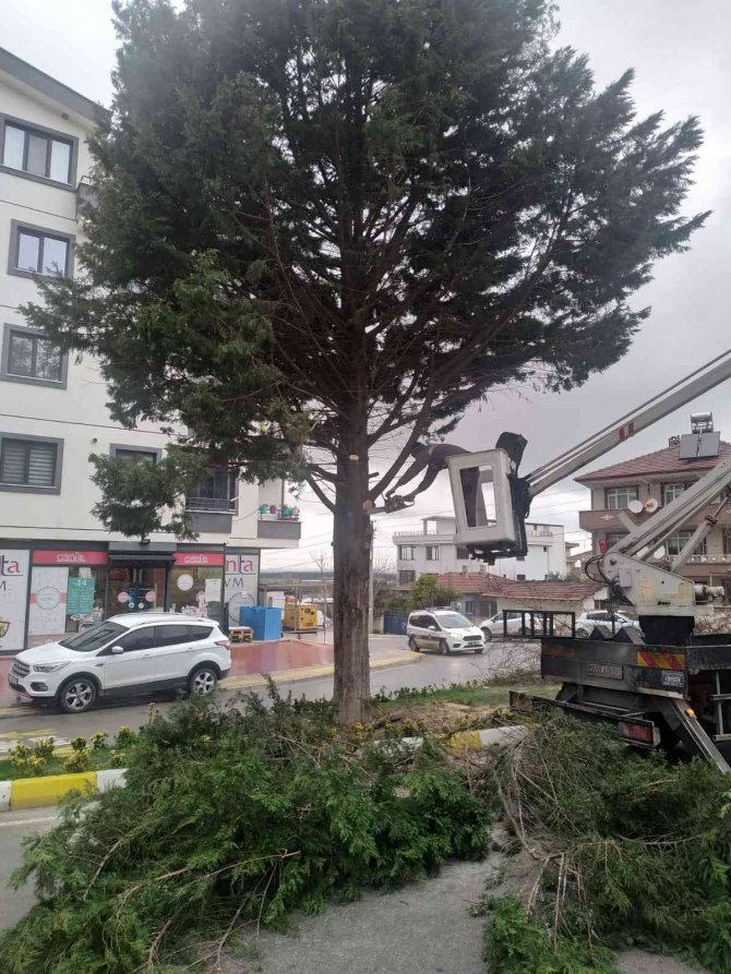 Yalova Taşköprü’de Saat Kulesi İçin Ağaç Kesilmesine Tepki