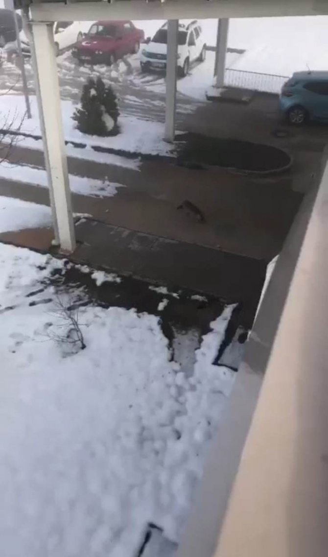 Aç Kalan Tilki Hastane Bahçesine Girdi
