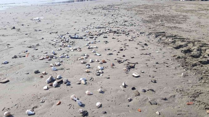 Alanya’da Binlerce Canlı Salyangoz Kıyıya Vurdu