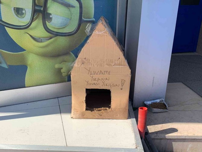 Kedi Yuvasını Tekrar Yıkmasınlar Diye Bu Çözümü Buldular