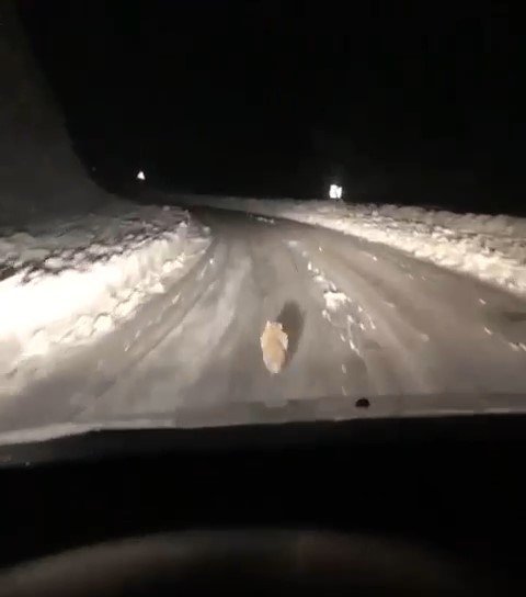 Taksicinin Yoldan Çıkmayan Tilki Takibi Gülümsetti