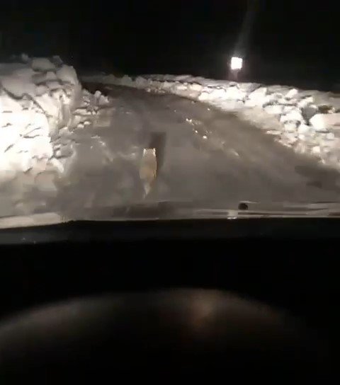 Taksicinin Yoldan Çıkmayan Tilki Takibi Gülümsetti