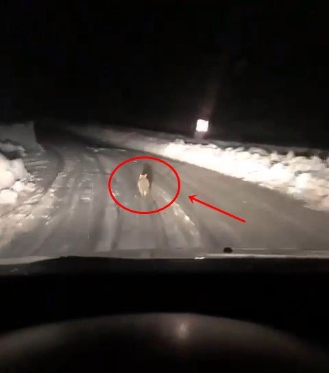 Taksicinin Yoldan Çıkmayan Tilki Takibi Gülümsetti