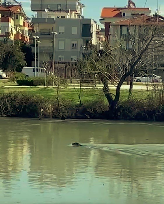 Akdeniz Foku, Manavgat Irmağı’nı Mesken Tuttu