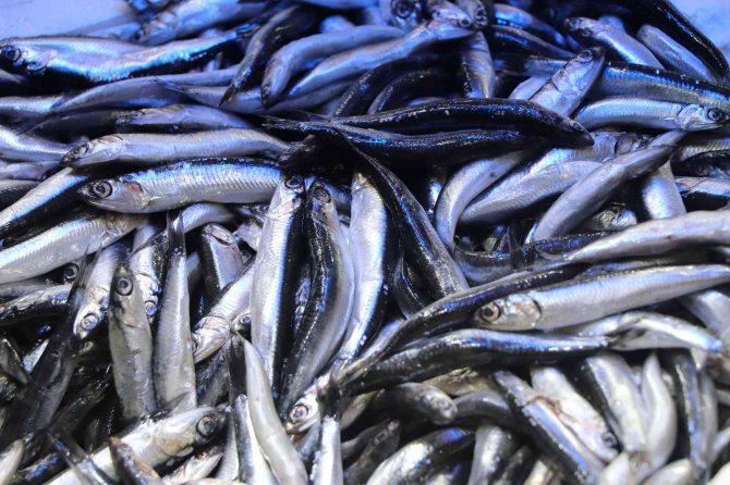 Balık Tezgâhlarında En Çok Rağbeti Hamsi, İstavrit Ve Mezgit Görüyor