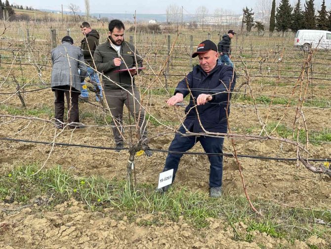 Tekirdağ’da Bağ Budama Yarışması