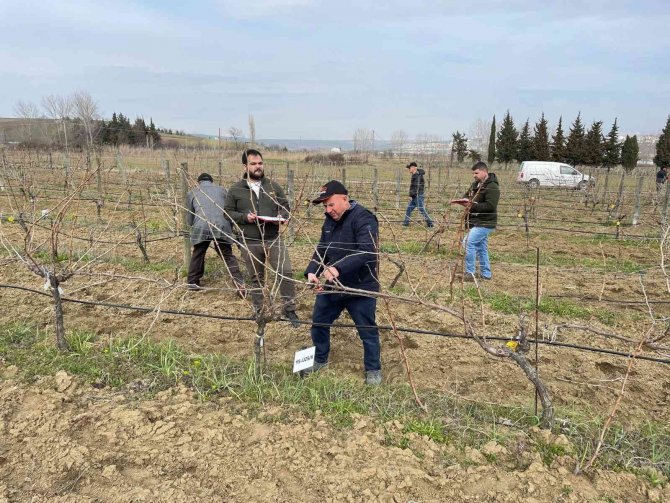 Tekirdağ’da Bağ Budama Yarışması
