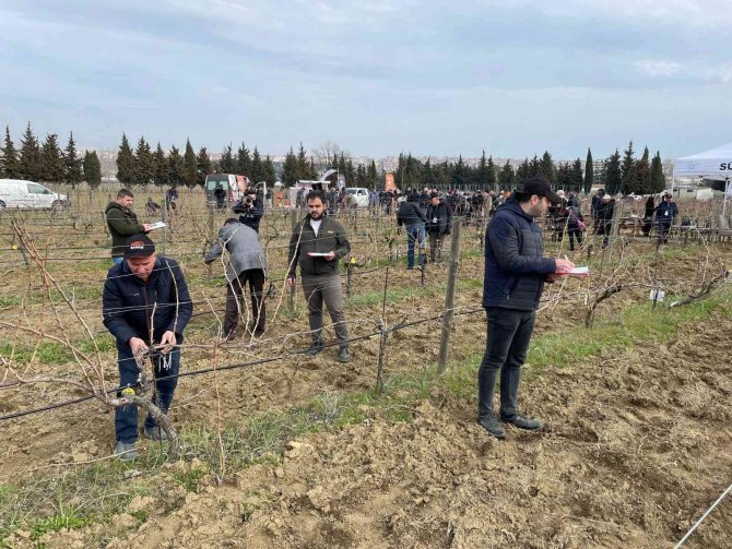 Tekirdağ’da Bağ Budama Yarışması