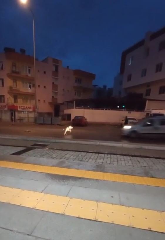 Aracın Çarptığı Pitbulldan Videosunu Çeken Vatandaşa ‘İyiyim’ Pozu