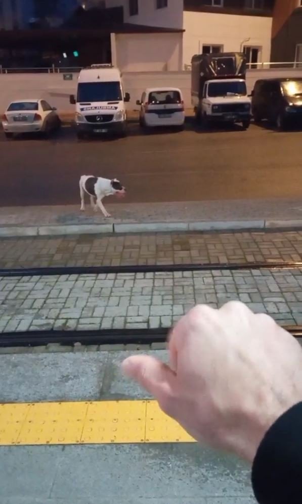 Aracın Çarptığı Pitbulldan Videosunu Çeken Vatandaşa ‘İyiyim’ Pozu