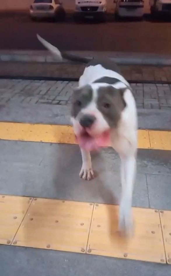 Aracın Çarptığı Pitbulldan Videosunu Çeken Vatandaşa ‘İyiyim’ Pozu