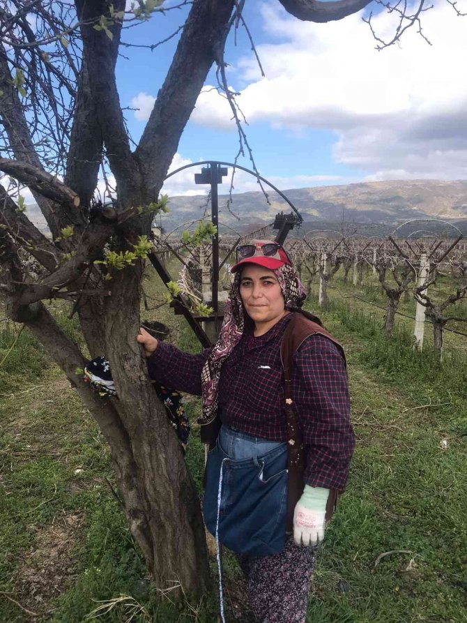 Cemre Toprağa Düştü Erik Ağaçları Yapraklandı