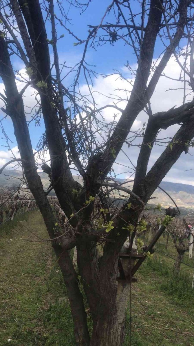 Cemre Toprağa Düştü Erik Ağaçları Yapraklandı