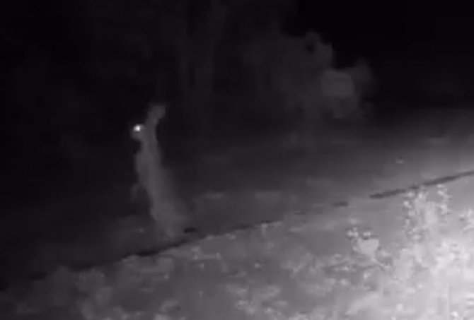 Aydın’daki Yaban Hayatı Görüntülendi