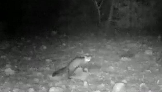 Aydın’daki Yaban Hayatı Görüntülendi