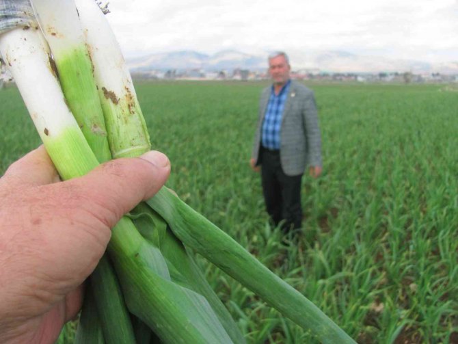 Araban Ovası’nda Yeşil Firik Sarımsak Hasadı Hazırlığı