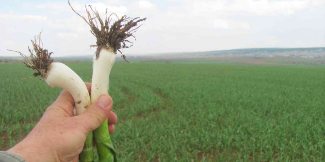 Araban Ovası’nda Yeşil Firik Sarımsak Hasadı Hazırlığı