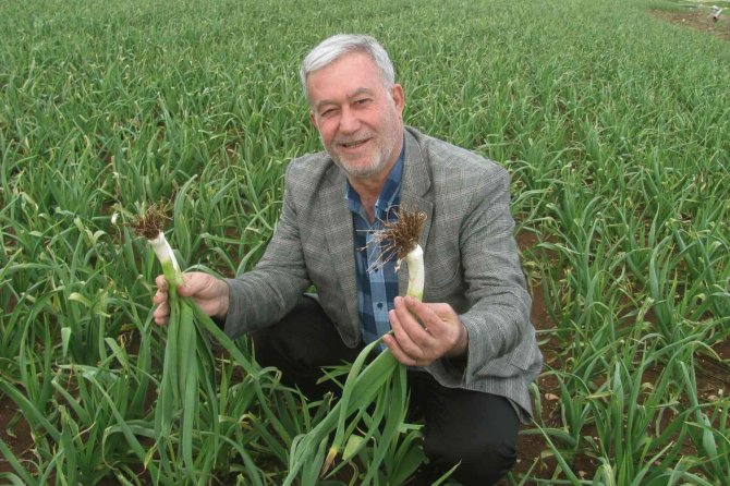 Araban Ovası’nda Yeşil Firik Sarımsak Hasadı Hazırlığı