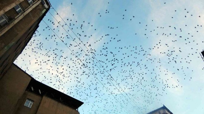 Sığırcık Kuşları Çatılarda İlginç Görüntüler Oluşturdu
