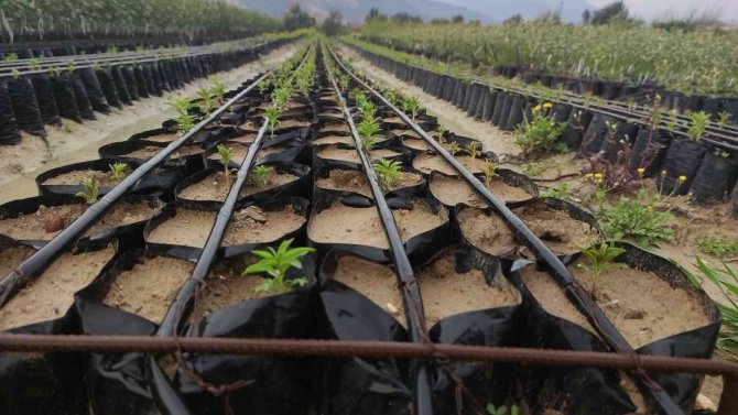 Dededen Toruna Fidan Üretiyorlar