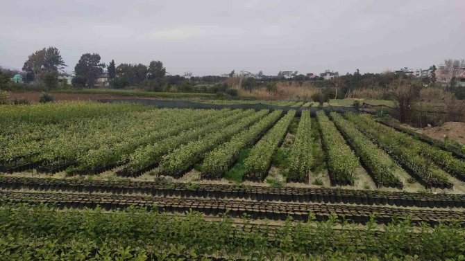 Dededen Toruna Fidan Üretiyorlar