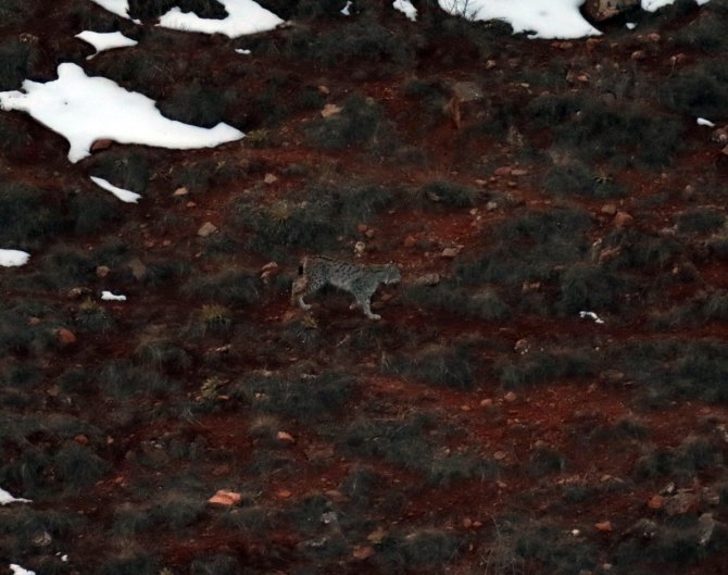 Ormandaki Hayalet Olarak Bilinen Vaşakların 3’ünü Aynı Yerde Fotoğraflamayı Başardı
