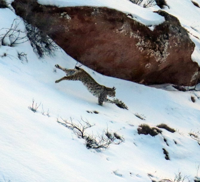 Ormandaki Hayalet Olarak Bilinen Vaşakların 3’ünü Aynı Yerde Fotoğraflamayı Başardı
