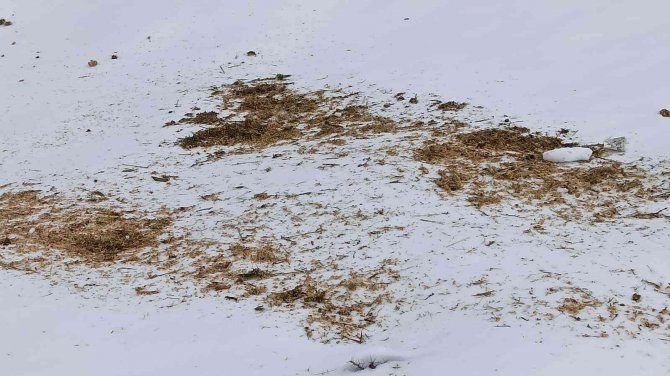 Bingöl’de Ekipler 2 Ayda Doğaya 25 Ton Yem Bıraktı