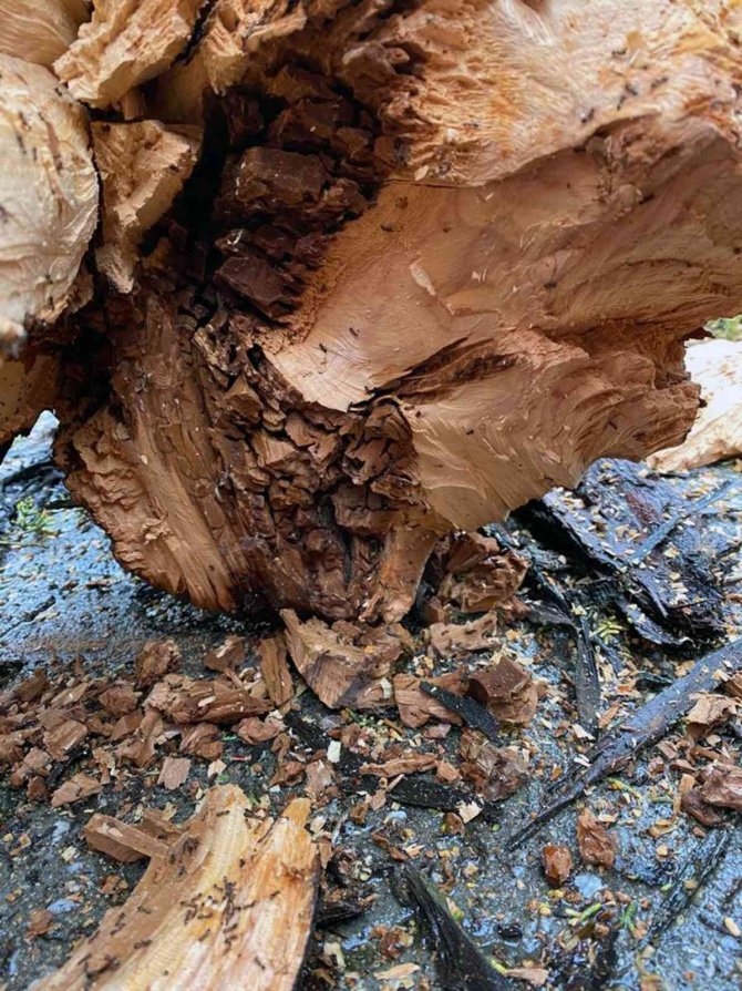 Menteşe’de Tehlike Arz Eden Ağaçlar Kesiliyor