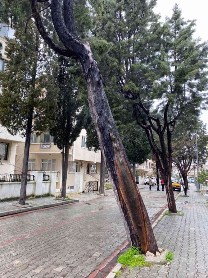 Menteşe’de Tehlike Arz Eden Ağaçlar Kesiliyor