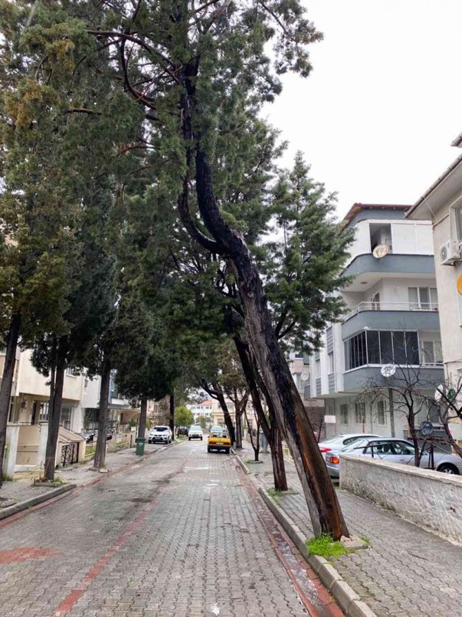 Menteşe’de Tehlike Arz Eden Ağaçlar Kesiliyor