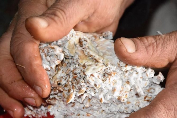 Okulun Çevresini Düzenlemesi Ve Onarması Şartıyla Mantar Üretimi Yapıyor