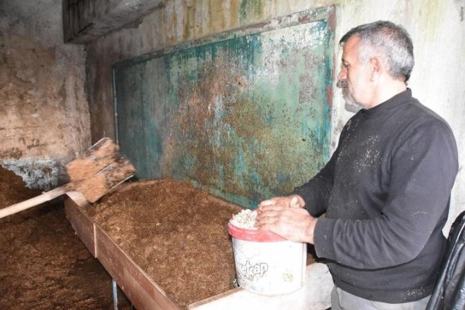 Okulun Çevresini Düzenlemesi Ve Onarması Şartıyla Mantar Üretimi Yapıyor