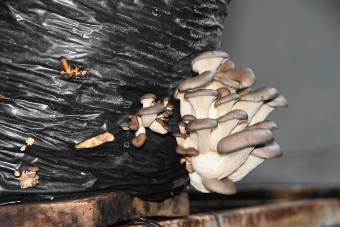 Okulun Çevresini Düzenlemesi Ve Onarması Şartıyla Mantar Üretimi Yapıyor