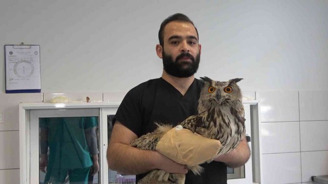 Kanadından Yaralanan Puhu Kuşu, Ampute Edilmekten Kurtarıldı