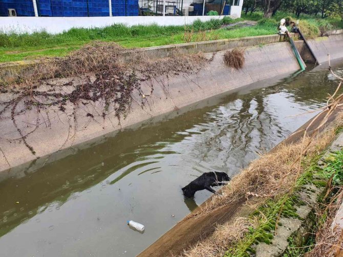 Sulama Kanalına Düşen Köpeğin İmdadına Öğrenciler Yetişti