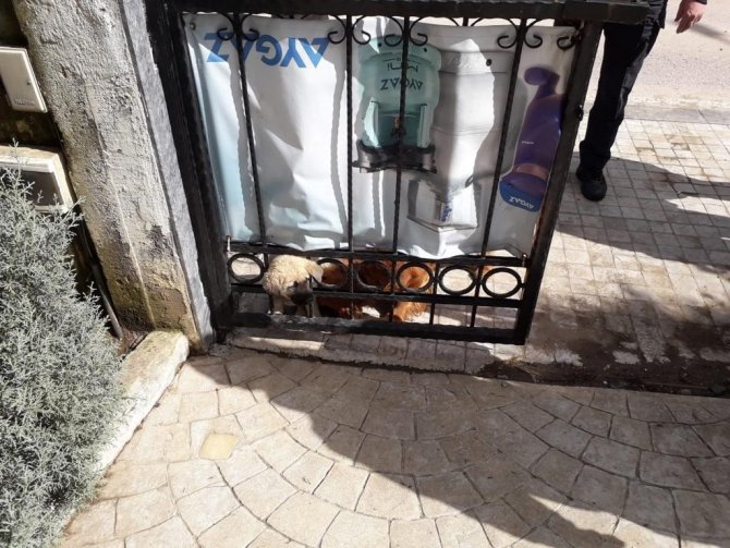 Kafası Demir Kapıya Sıkışan Yavru Köpek Kurtarıldı