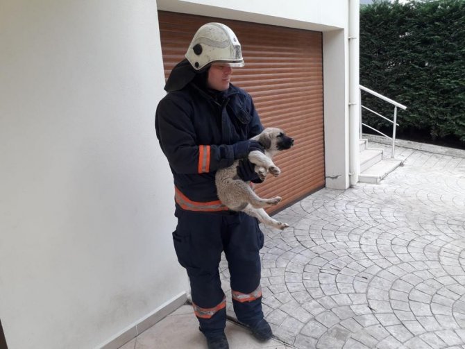 Kafası Demir Kapıya Sıkışan Yavru Köpek Kurtarıldı