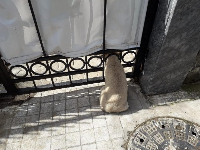 Kafası Demir Kapıya Sıkışan Yavru Köpek Kurtarıldı