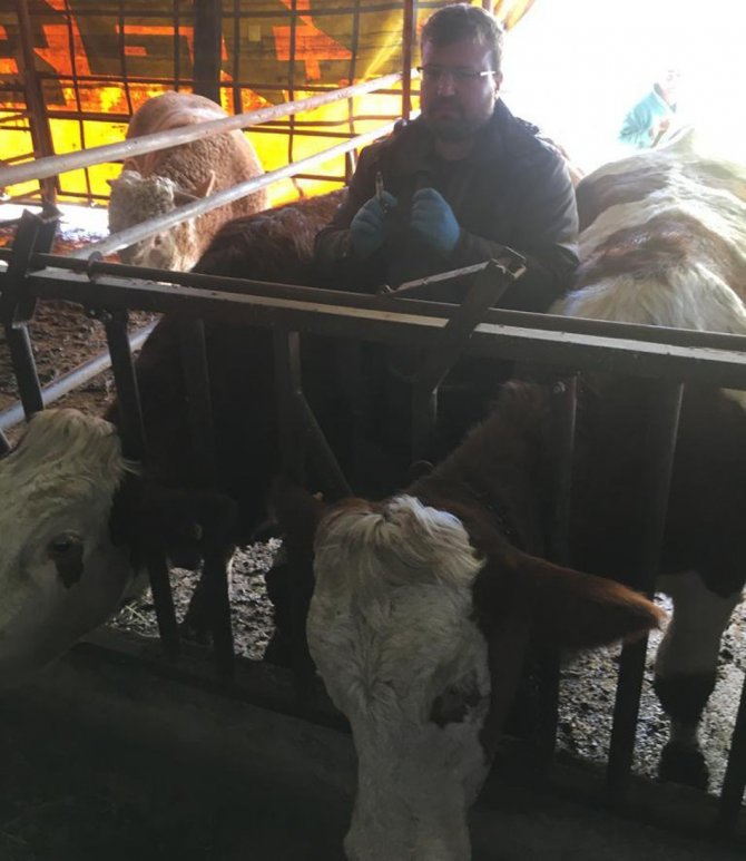 Pazarlar’da Büyükbaş Hayvanlara Şap Aşısı Yapılıyor