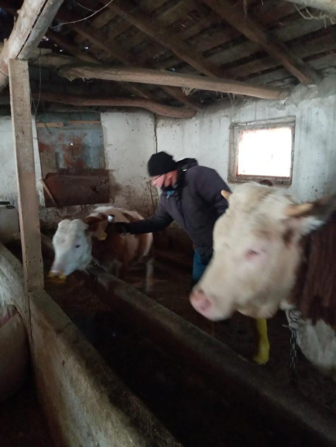 Pazarlar’da Büyükbaş Hayvanlara Şap Aşısı Yapılıyor